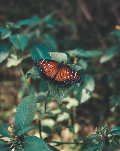 pexels-photo-2619377